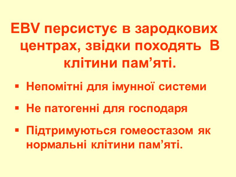 EBV персистує в зародкових центрах, звідки походять  B клітини пам’яті.  Непомітні для